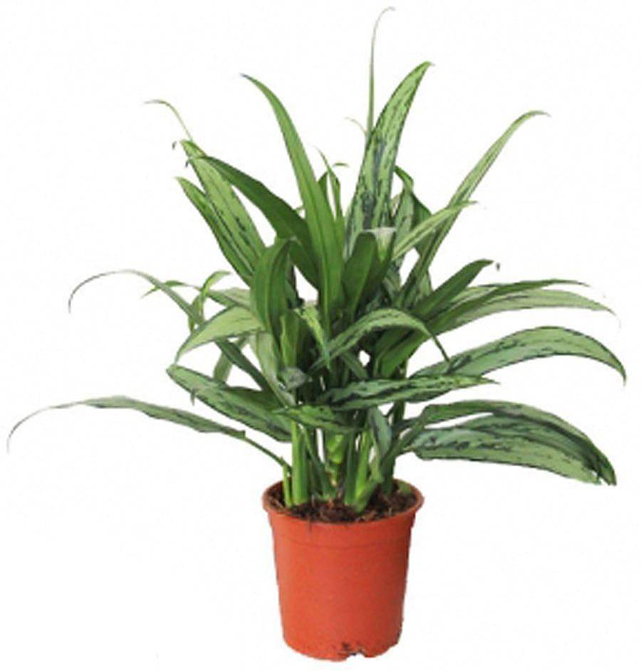 Аглаонема Кутласс - Aglaonema Cutlass (RUSSIA) D12 H40