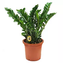 Замиокулькас - Zamioculcas zamiifolia D25 H90