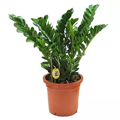 Замиокулькас - Zamioculcas zamiifolia D25 H90