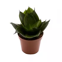 Сансевиерия Джейд - Sansevieria  Jade D9 H20