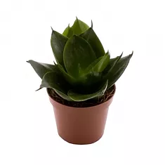 Сансевиерия Джейд - Sansevieria  Jade D9 H20