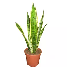 Сансевиерия Голден Хани Блэк - Sansevieria golden hahnii black D9 H20