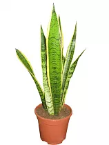 Сансевиерия Голден Хани Блэк - Sansevieria golden hahnii black D9 H20