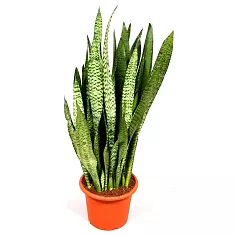 Сансивьерия Зейланика - Sansevieria zeylanica D20 H100