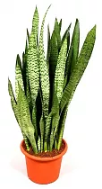 Сансивьерия Зейланика - Sansevieria zeylanica D20 H100