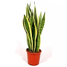Сансивьерия Лауренти - Sansevieria laurentii D25 H110