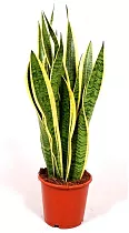 Сансивьерия Лауренти - Sansevieria laurentii D25 H110