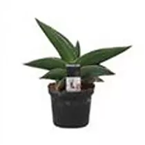 Сансевиерия Самурай - Sansevieria Samurai (decorum) D9 H20