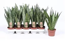 Сансевиерия Зейланика - Sansevieria Zeylanica D12 H40