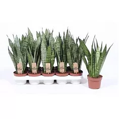 Сансевиерия Зейланика - Sansevieria Zeylanica D12 H40