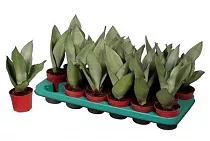 Сансевиерия Муншайн - Sansevieria Moonshine (decorum) D9 H30