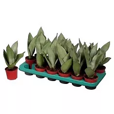 Сансевиерия Муншайн - Sansevieria Moonshine (decorum) D9 H30