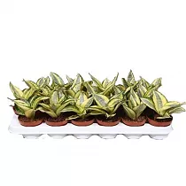 Сансевиерия голден ханни - Sansevieria Golden Hahnii (fachjan) D9 H15
