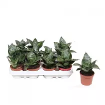 Сансевиерия Хани - Sansevieria Hahnii     (fachjan) D9 H20