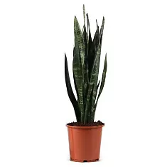 Сансивьерия Блэк Корал - Sansevieria Black Coral   D20 H80