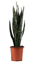 Сансивьерия Блэк Корал - Sansevieria Black Coral   D20 H80