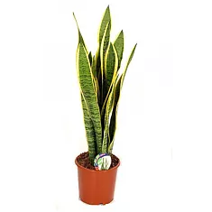 Сансивьерия Лауренти - Sansevieria laurentii D20 H90