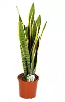 Сансивьерия Лауренти - Sansevieria laurentii D20 H90