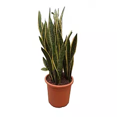 Сансивьерия Лауренти - Sansevieria laurentii D33 H100