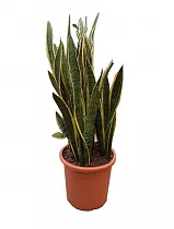Сансивьерия Лауренти - Sansevieria laurentii D33 H100