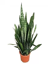 Сансивьерия Зейланика - Sansevieria zeylanica D33 H130