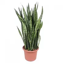Сансивьерия Зейланика - Sansevieria zeylanica D40 H130
