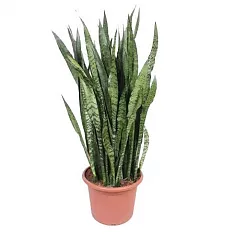 Сансивьерия Зейланика - Sansevieria zeylanica D40 H130
