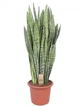 Сансивьерия Зейланика - Sansevieria zeylanica D30 H100