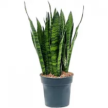 Сансивьерия Зейланика - Sansevieria zeylanica D27 H80