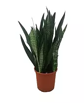 Сансевиерия зейланика - Sansevieria Zeylanica D21 H70