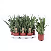 Сансевиерия Кирка -Sansevieria Kirkii (fachjan) D14 H50