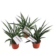 Сансевиерия Мото - Sansevieria Moto D10 H25