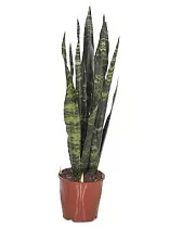 Сансевиерия Блэк Корал - Sansevieria Black Coral D19 H70