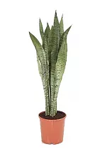 Сансевиерия зейланика - Sansevieria Zeylanica D15 H110