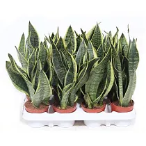 Сансевиерия Суперба - Sansevieria Superba D9 H25