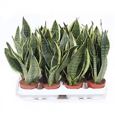 Сансевиерия Суперба - Sansevieria Superba D9 H25