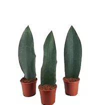 Сансевиерия Масониана Виктория - Sansevieria Masoniana Victoria D17 H60