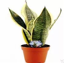 Cансевиерия Лауренти - Sansevieria Laurentii D12 H30