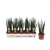 Сансевиерия Микадо - Sansevieria Mikado (fachjan) D12 H40