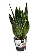 Сансевиерия Футура Суперба - Sansevieria Futura Superba (decorum) D14 H35