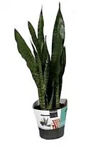 Сансевиерия зейланика - Sansevieria Zeylanica D19 H70