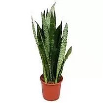 Сансивьерия Блэк Корал - Sansevieria Black Coral H110