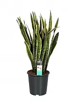 Сансивьерия Лауренти - Sansevieria laurentii D27 H100