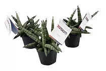 Сансевьера Шабики - Sansevieria Shabiki D10 H25