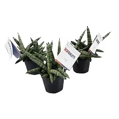 Сансевьера Шабики - Sansevieria Shabiki D10 H25