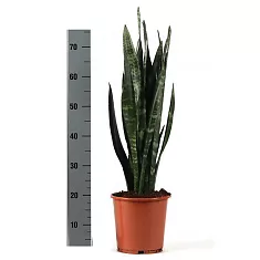 Сансивьерия Блэк Корал - Sansevieria Black Coral D20 H75