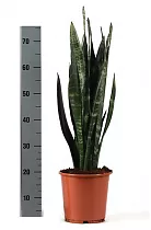 Сансивьерия Блэк Корал - Sansevieria Black Coral D20 H75