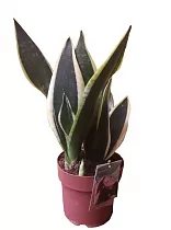 Cансевиерия Лауренти - Sansevieria Laurentii D12 