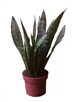 Сансевиерия зейланика - Sansevieria Zeylanica