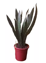 Сансевиерия зейланика - Sansevieria Zeylanica